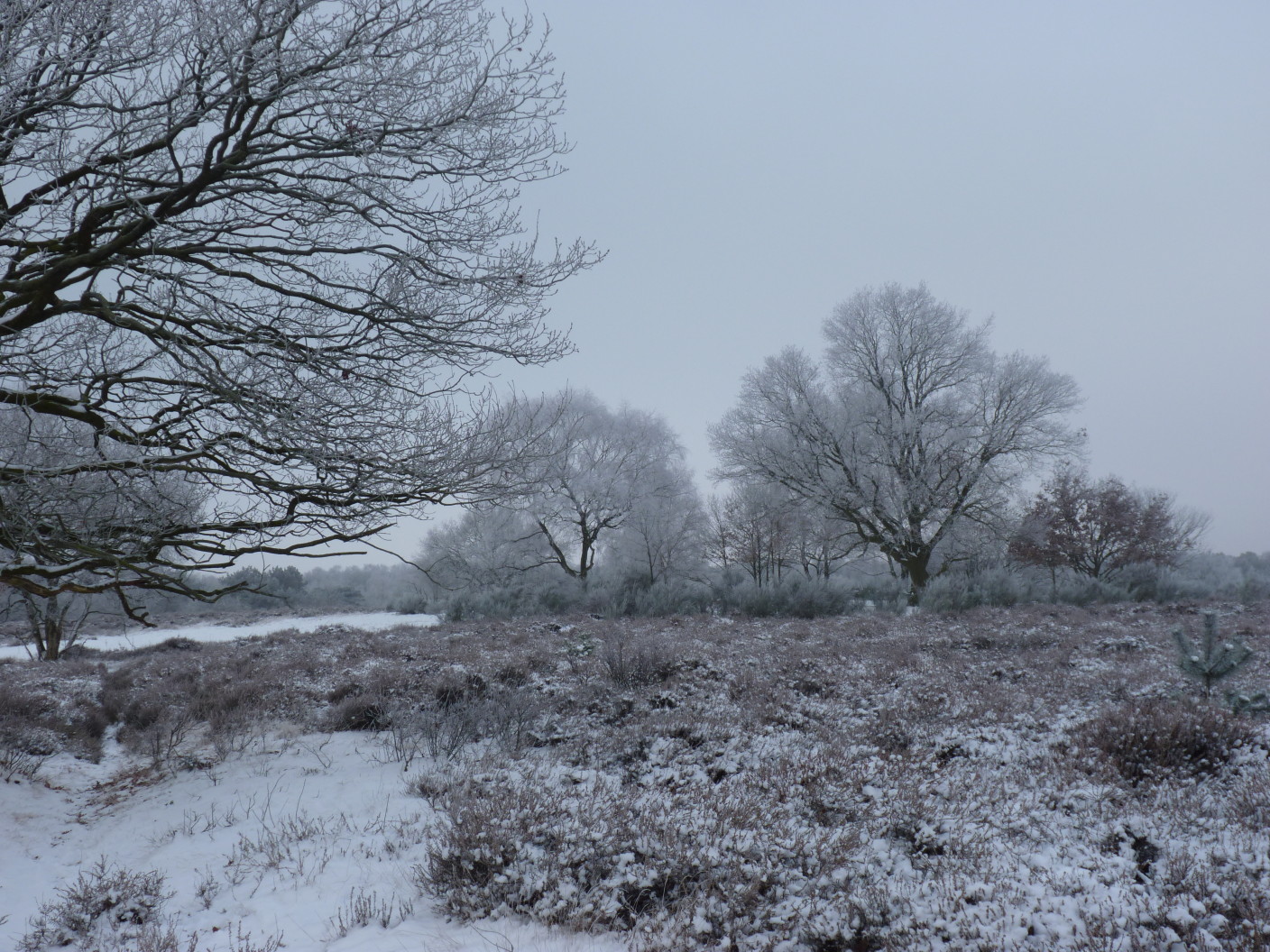 Foto gemaakt door Chris Meewis - Vaalserberg - Sneeuw vanochtend op de Vaalserberg. Er lag tot 5 centimeter.