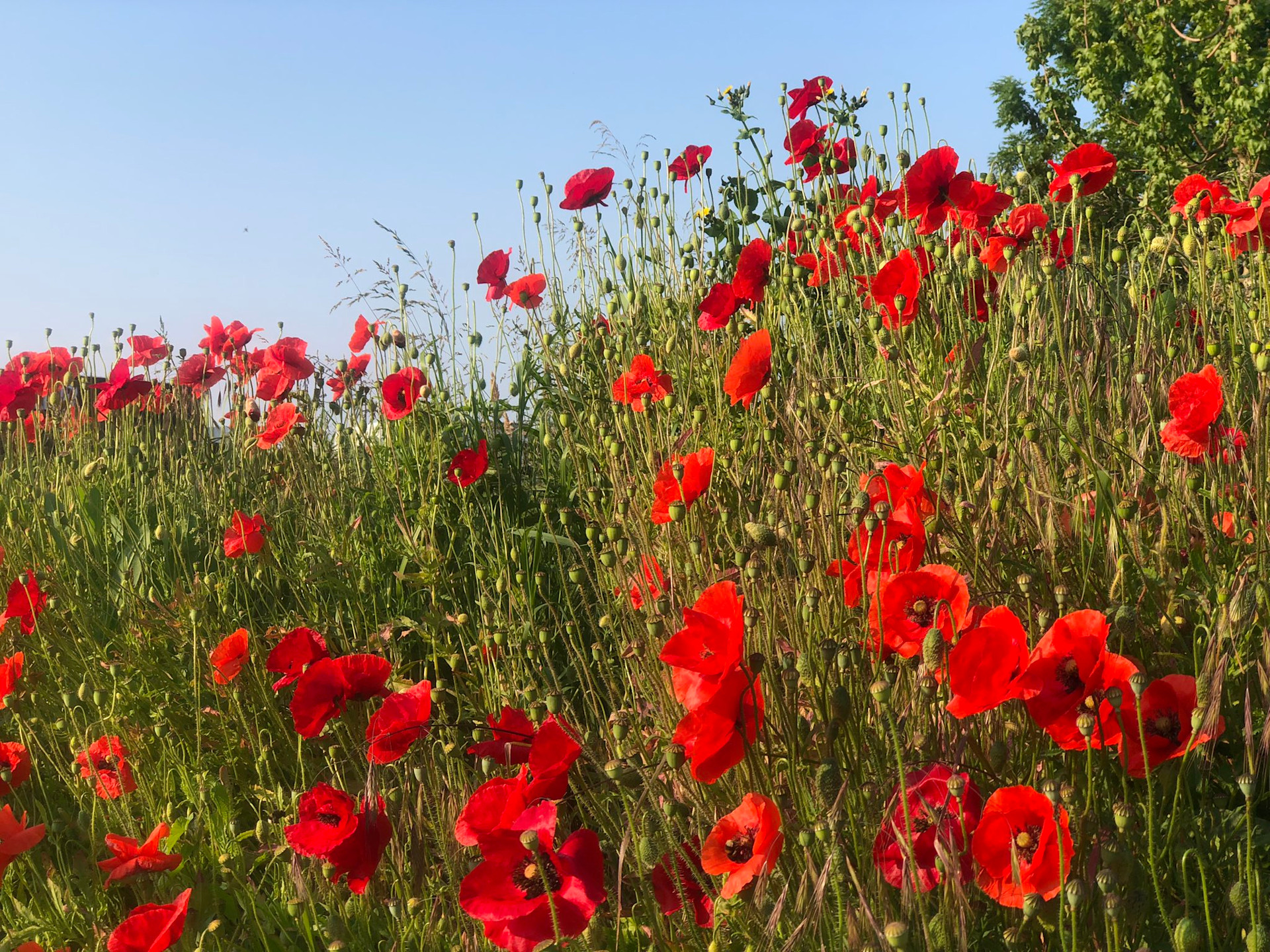 De zomer barst los en gooit het over een tropische boeg - Weer.nl