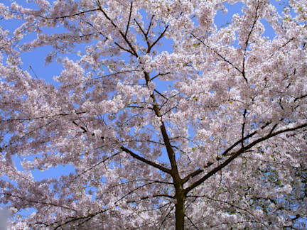 Kwik vloeit frivool uit richting 20 graden medio komende week, maar klassieke maartkoude ligt alweer