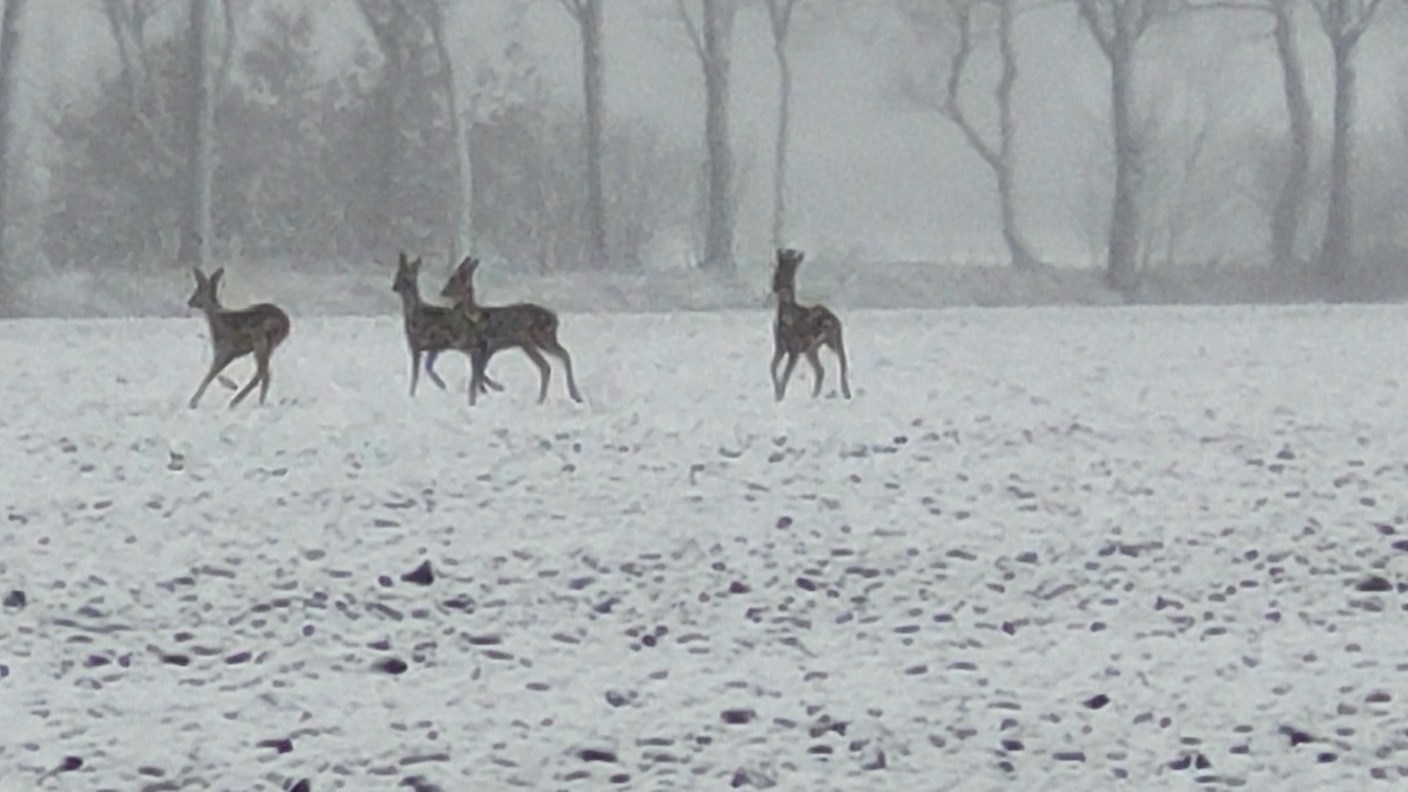 Foto gemaakt door Francien Tax - Roosendaal - Bij Roosendaal rennen de reeën door de sneeuw.