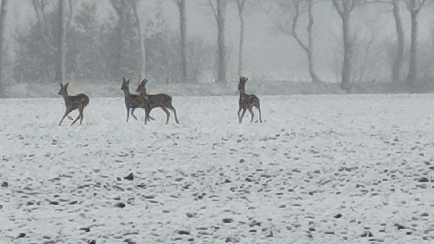 Foto gemaakt door Francien Tax - Roosendaal - Bij Roosendaal rennen de reeën door de sneeuw. Foto gemaakt door Francien Tax - Roosendaal - Bij Roosendaal rennen de reeën door de sneeuw.