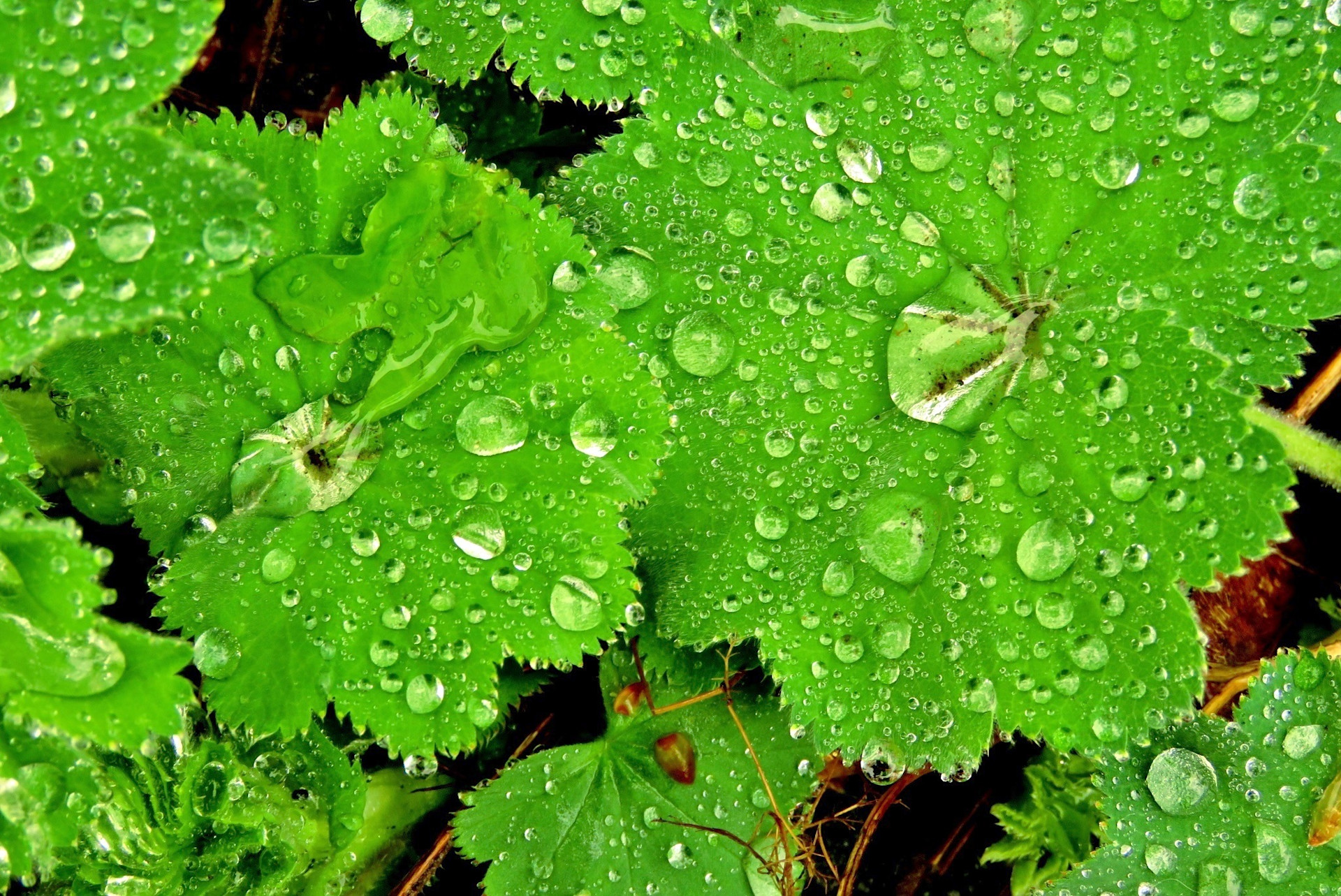 De geur van regen - Weer.nl