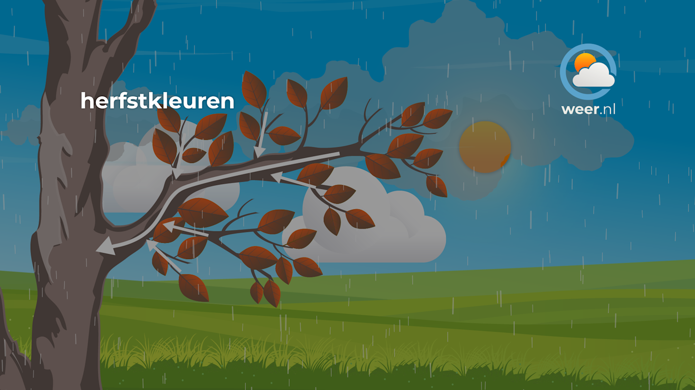 In de herfst komt de sapstroom tot stilstand en trekt het sap zich terug in de wortelstam. In de herfst komt de sapstroom tot stilstand en trekt het sap zich terug in de wortelstam.