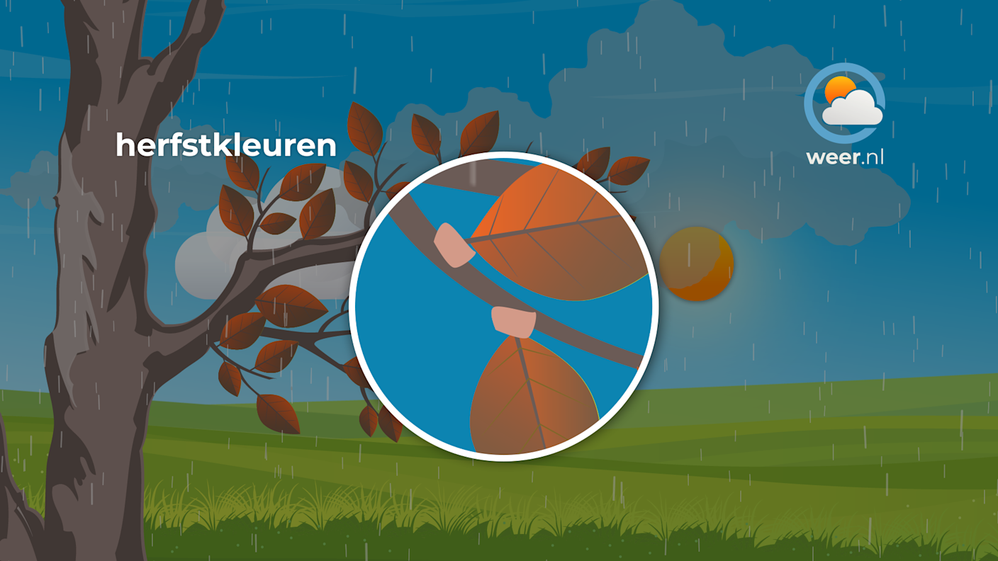 Door een klein kurklaagje dat zich vormt tussen blad en steel, droogt het blad langzaam uit en valt het uiteindelijk van de boom. Door een klein kurklaagje dat zich vormt tussen blad en steel, droogt het blad langzaam uit en valt het uiteindelijk van de boom.